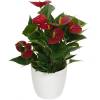 Anthurium rouge + Cache pot Blanc