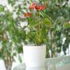 Anthurium rouge + Cache pot Blanc