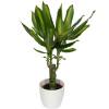 Dracaena Massangeana + Cache pot Blanc