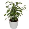 Ficus Golden King + Cache pot Blanc