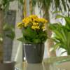 Kalanchoe jaune + Cache pot Anthracite