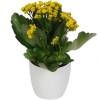 Kalanchoe jaune + Cache pot Blanc