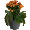 Kalanchoe orange + Cache pot Anthracite