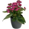 Kalanchoe rose + Cache pot Anthracite