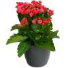 Kalanchoe rouge + Cache pot Anthracite