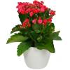 Kalanchoe rouge + Cache pot Blanc