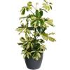 Schefflera Dalton + Cache pot Anthracite