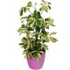 Schefflera Dalton + Cache pot Rose