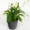 Spathiphyllum + Cache pot Anthracite