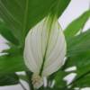 Spathiphyllum + Cache pot Anthracite