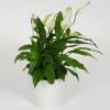 Spathiphyllum + Cache pot Blanc