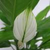 Spathiphyllum + Cache pot Blanc