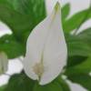 Spathiphyllum + Cache pot Blanc