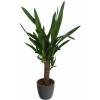 Yucca 1 Tronc + Cache pot Anthracite