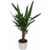 Yucca 1 Tronc   Cache pot Blanc