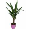 Yucca 1 Tronc + Cache pot Rose