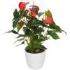 Plante d'intrieur - Anthurium rouge +Pot Blanc