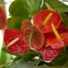 Plante d'intrieur - Anthurium rouge +Pot Blanc