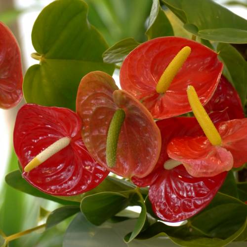 Anthurium Rouge En Pot – Plante D’intérieur Fleurie – 60–70 Cm, Facile D’entretien