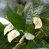 Plante d'intérieur - Spathiphyllum + Pot Blanc