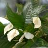 Plante d'intrieur - Spathiphyllum + Pot Blanc