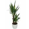 Plante d'intrieur - Yucca 2 Troncs + Pot Blanc