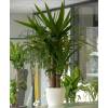 Plante d'intrieur - Yucca 2 Troncs + Pot Blanc