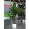 Plante d'intérieur - Yucca 2 Troncs + Pot Blanc