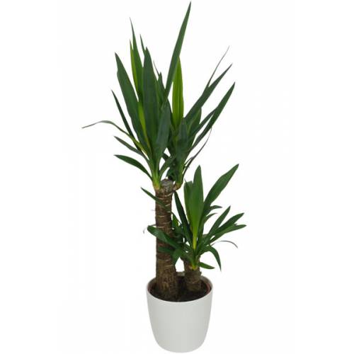 planter un yucca en pot