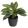 Aglaonema Silver Bay + Cache pot Anthracite