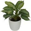 Aglaonema Silver Bay + Cache pot Blanc