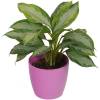 Aglaonema Silver Bay + Cache pot Rose