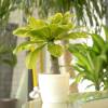 Brighamia Palmier Hawaien + Cache pot Blanc