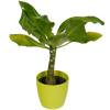Brighamia Palmier Hawaien + Cache pot Lime