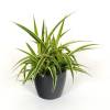 Chlorophytum Ocean + Cache pot Anthracite