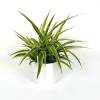 Chlorophytum Ocean + Cache pot Blanc