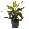 Croton Excellent + Cache pot Anthracite