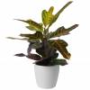 Croton Excellent + Cache pot Blanc