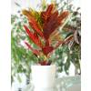 Croton Excellent + Cache pot Blanc