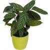 Calathea 'Compactstar' + Cache pot Lime