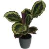 Calathea 'Shinestar' + Cache pot Anthracite