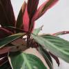 Calathea 'Triostar' + Cache pot Anthracite