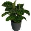 Calathea 'Zebrina' + Cache pot Anthracite