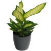 Dieffenbachia 'Camilla' + Cache pot Anthracite