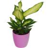 Dieffenbachia 'Camilla' + Cache pot Rose