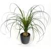 Beaucarnea + Cache pot Anthracite