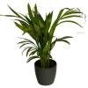 Areca + Cache pot Anthracite