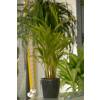 Areca + Cache pot Anthracite