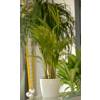 Areca + Cache pot Blanc