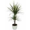 Plante d'intrieur - Dracaena 2 troncs + Pot Blanc